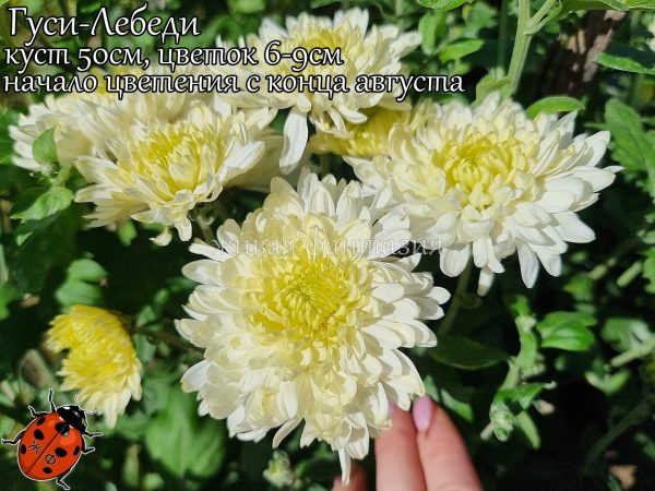 Гуси-Лебеди — изображение 2