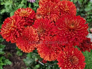 Дар Волхвов