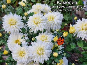 Камелия