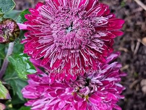 Мариэтта бордо