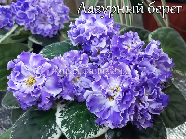 Лазурный Берег(укор. лист)