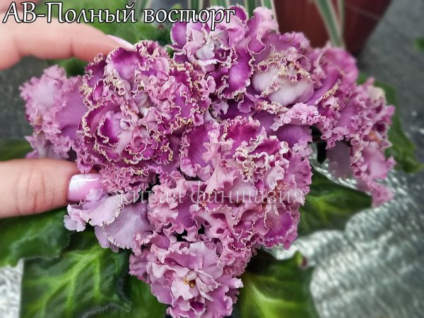 АВ-Полный Восторг(срез. лист)