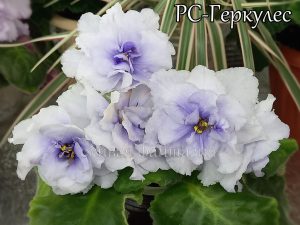 РС-Геркулес(укор. лист)