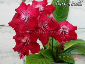 Barwa Indii