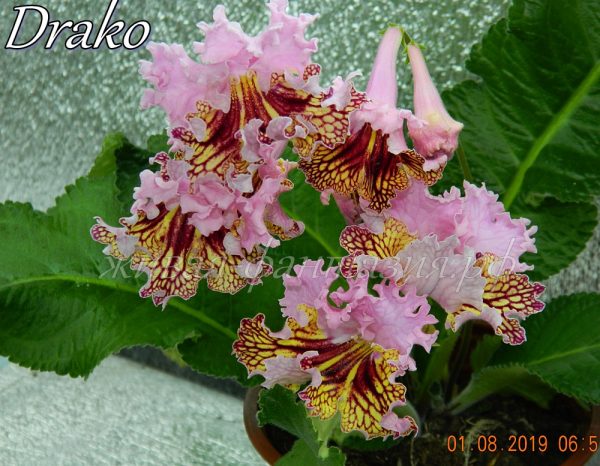 Drako