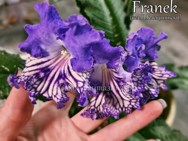 Franek