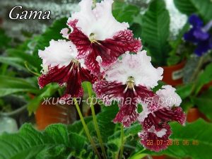Gama