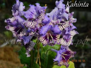 Kahinta