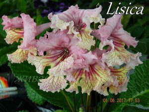 Lisica