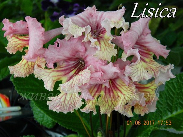 Lisica