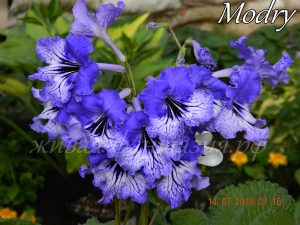Modry