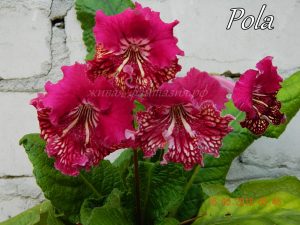Pola