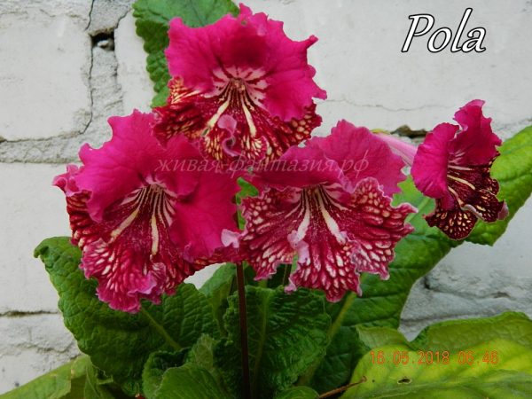 Pola