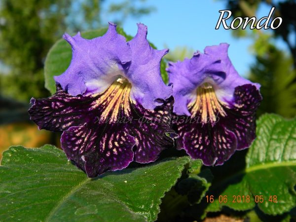 Rondo