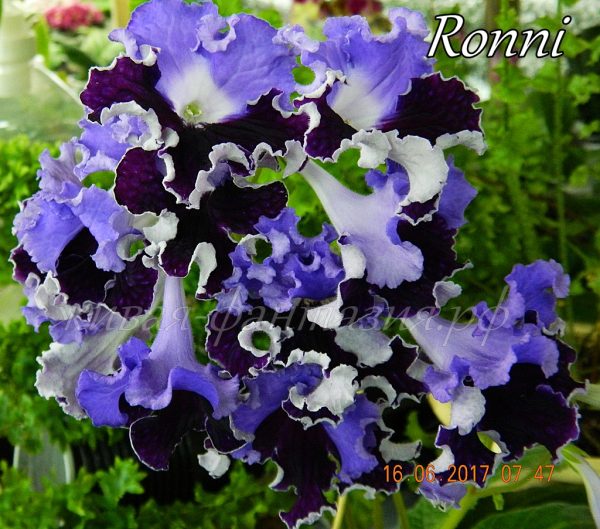 Ronni