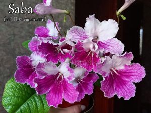 Saba