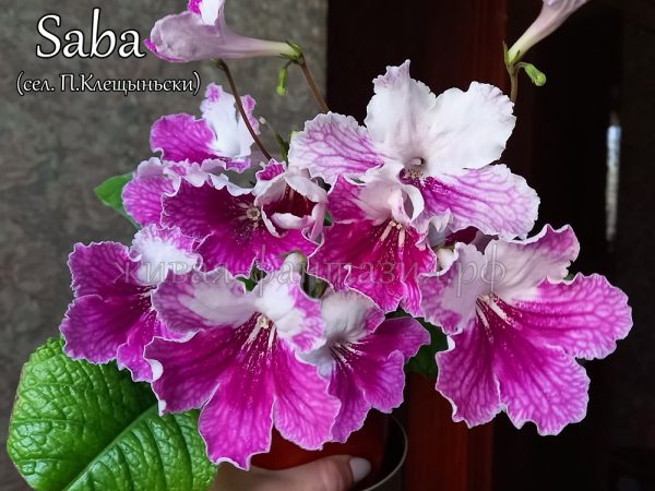 Saba