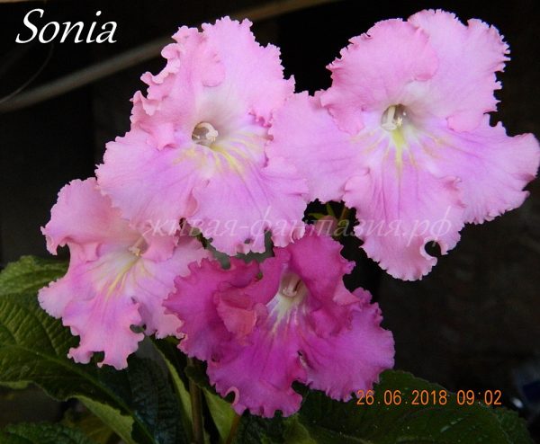 Sonia
