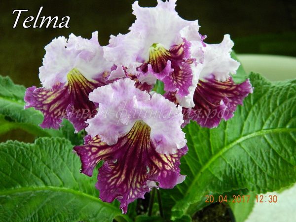 Telma