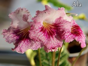 Ala