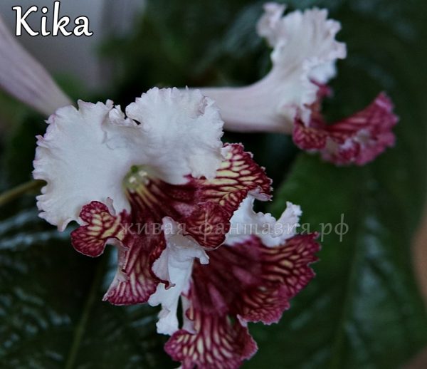 Kika