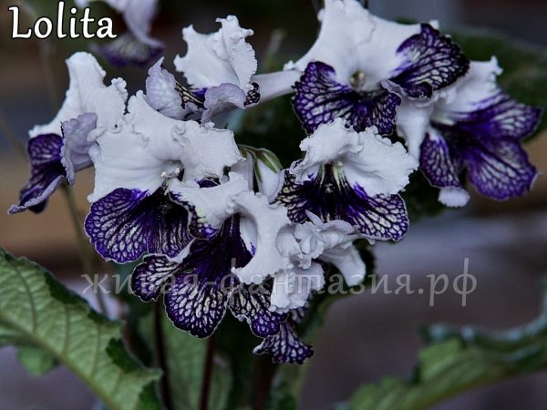 Lolita