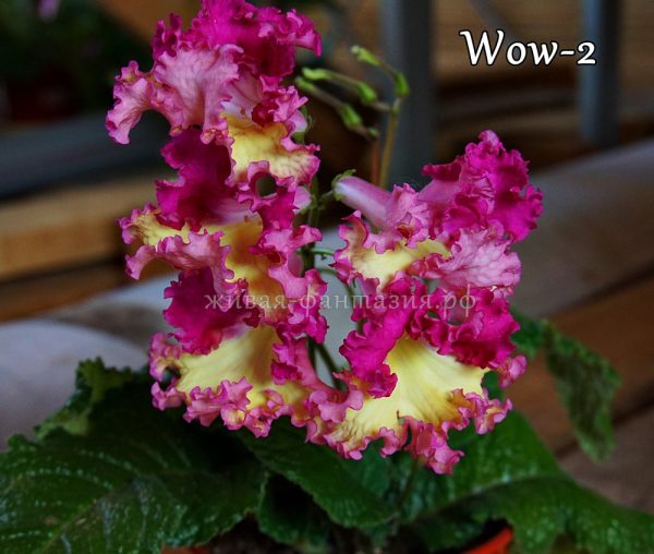 Wow-2