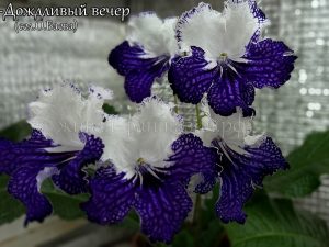 Я-Дождливый Bечер