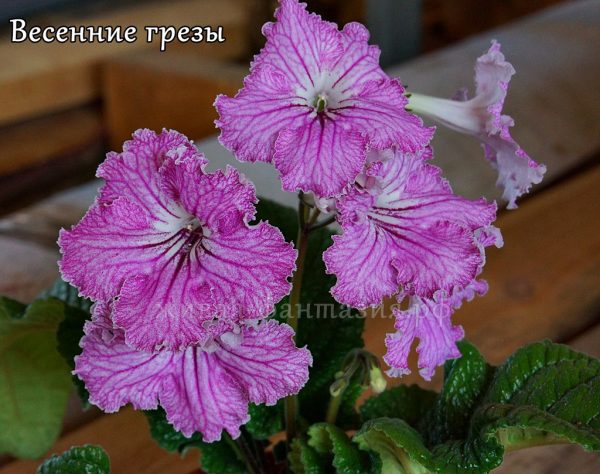 Весенние Грезы
