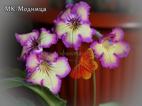 МК-Модница(стартер)