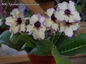 МК-Тропическое Солнце