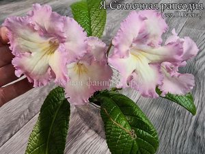 Я-Солнечная Рапсодия