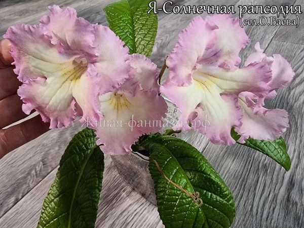 Я-Солнечная Рапсодия