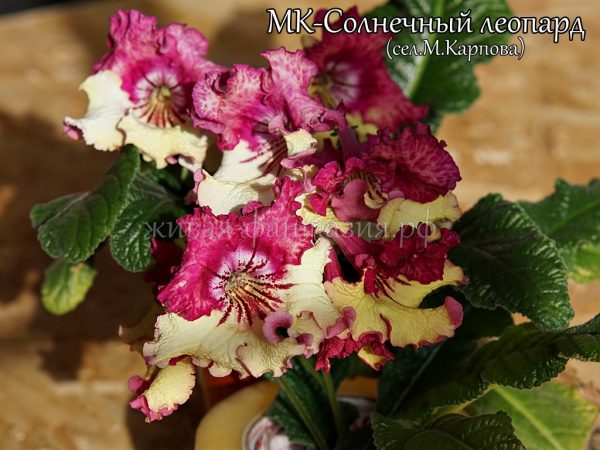 МК-Солнечный Леопард