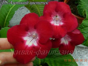DS-Аленький Цветочек