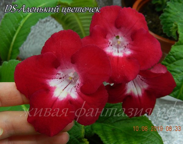 DS-Аленький Цветочек