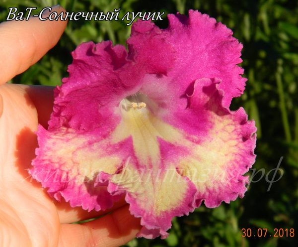 ВаТ-Солнечный Лучик