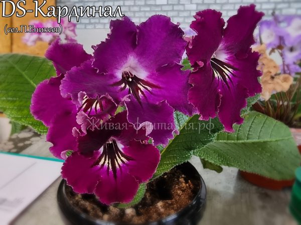 DS-Кардинал