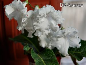 DS-Лавина