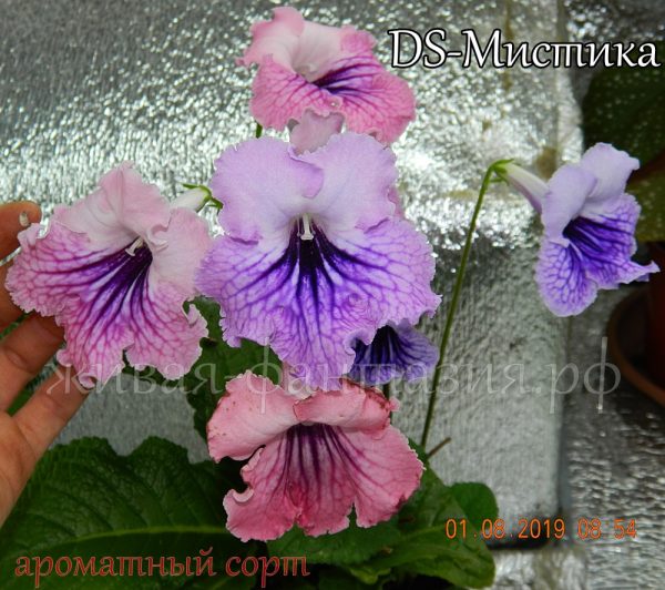 DS-Мистика