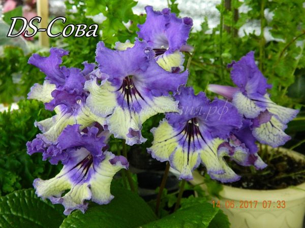DS-Сова
