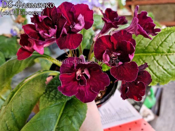 DS-Фламенко(стартер)