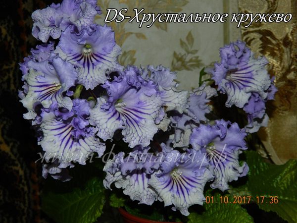 DS-Хрустальное Кружево