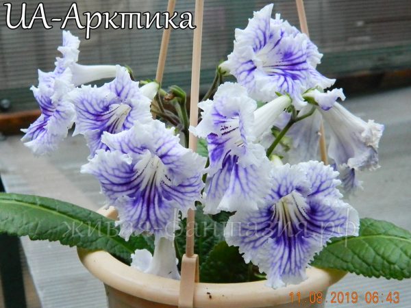 UA-Арктика