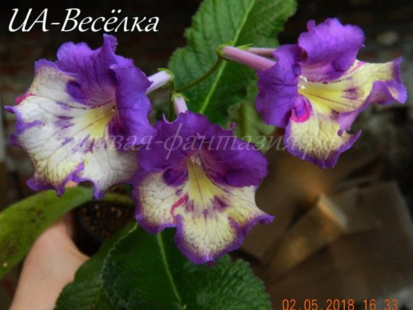 UA-Веселка