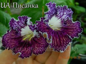UA-Писанка