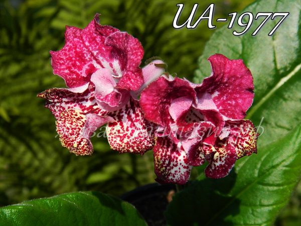 UA-1977