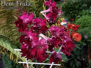 Dem-Frida