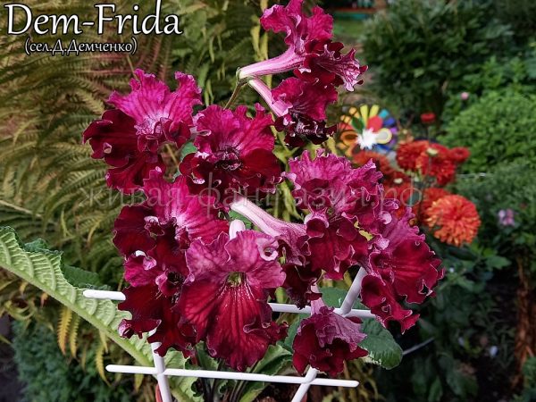 Dem-Frida