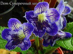 Dem-Сумеречный Лес(куст)